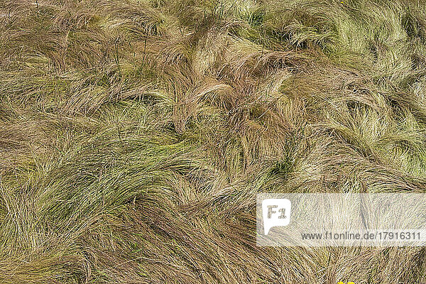 Feld mit windgepeitschten  wilden Gräsern im Sommer  Nahaufnahme von langem Gras  Blick von oben.