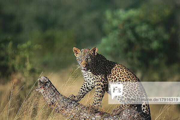 Ein Leopard  Panthera pardus  setzt sich auf einen umgestürzten Marulabaum  Sclerocarya birrea  und blickt direkt auf ihn.