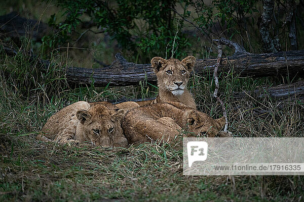 Drei Löwenjunge  Panthera leo  liegen zusammen im Gras und schauen sich an.