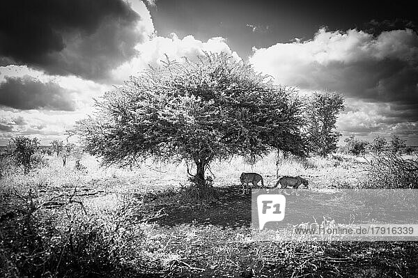 Zwei Geparden  Acinonyx jubatus  gehen unter einem Baum spazieren  in Schwarz und Weiß