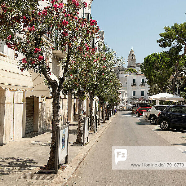 Italy  Apulia  Vieste  Trees along street in old town