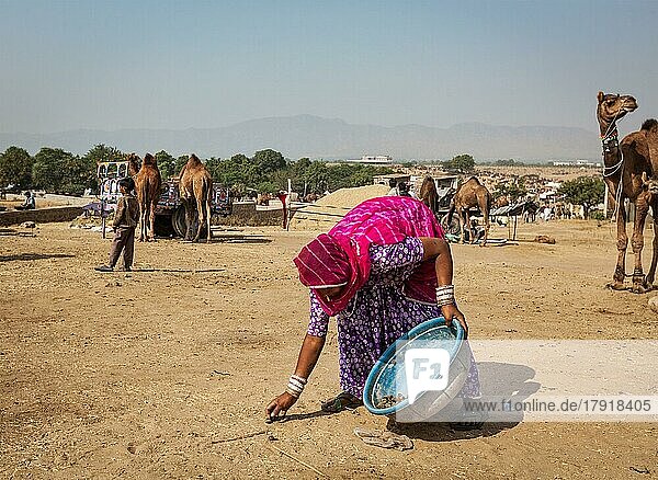 PUSHKAR  INDIEN  20. NOVEMBER 2012: Eine indische Frau sammelt Kamelmist als Brennmaterial auf der Pushkar-Kamelmesse (Pushkar Mela)  einer jährlichen fünftägigen Kamel- und Viehmesse  einer der größten Kamelmessen und Touristenattraktion der Welt