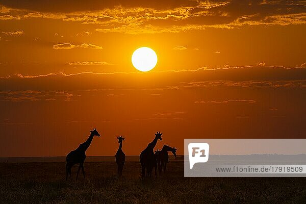 Eine Gruppe von Giraffen (Giraffa camelopardalis) spaziert in der afrikanischen Savanne bei Sonnenuntergang. Etosha-Nationalpark  Namibia  Afrika