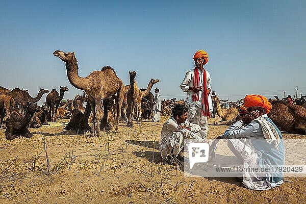 PUSHKAR  INDIEN  20. NOVEMBER 2012: Indische Männer in traditionellen Turbanen und Kamele auf der Pushkar-Kamel-Messe Pushkar Mela  einer der weltweit größten Kamelmessen und Touristenattraktion