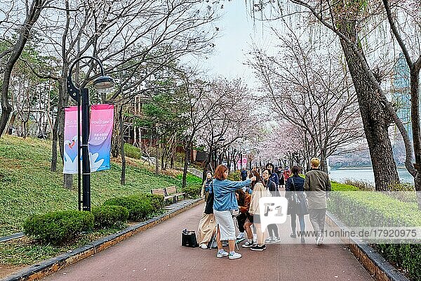 Seoul  South Korea  April 1  2016 : People enjoying sakura blooming in park at Seokchon lake  Seoul  South Korea  Asia