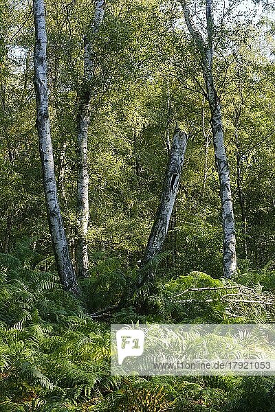 Farne im Birkenwald  Naturschutzgebiet  Nordrhein-Westfalen  Deutschland  Europa