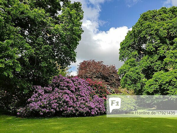 Rhododendron im Park am Muckross House  Killarney  Co. Kerry  Irland  Europa