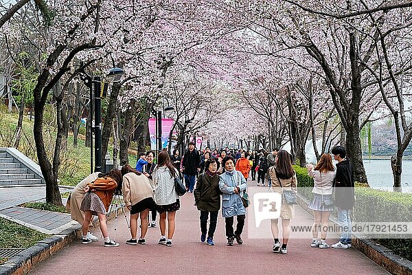Menschen genießen die Sakura-Blüte im Park am Seokchon-See  Seoul  Seoul  Südkorea  Asien