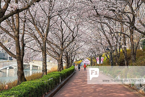 SEOUL  SÜDKOREA  7. APRIL 2017: Menschen in blühenden Sakura Kirschblüten Allee im Park im Frühling  Seokchon See Park  Seoul  Südkorea  Asien