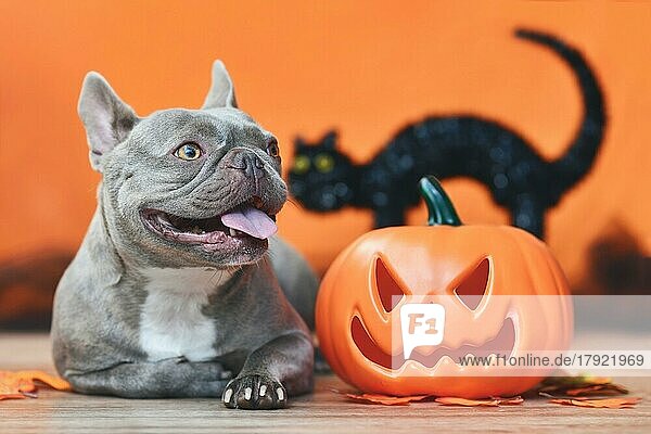 Glückliche französische Bulldogge mit geschnitztem Halloween-Kürbis  Herbstblättern und schwarzer Katze in orangefarbenem Hintergrund
