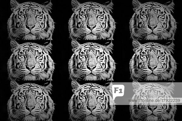 Weißer Tiger (Panthera tigris) schläft  Porträt mit geschlossenen Augen  captive  Collage