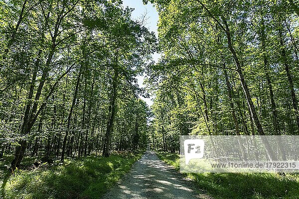 Wald von Troncais. Forstwirtschaftliche Gasse. Departement Allier. Auvergne Rhône-Alpes. Frankreich
