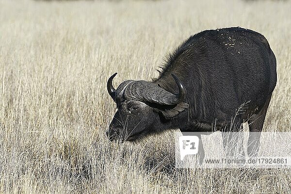 Kaffernbüffel (Syncerus caffer)  erwachsenes Männchen im hohen trockenen Gras  Gras fressend  Savanne  Mahango Core Area  Bwabwata National Park  Kavango East  Caprivi Strip  Namibia  Afrika
