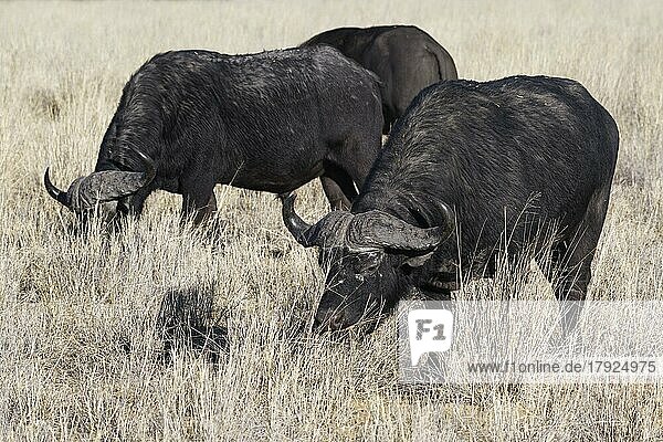 Kapbüffel (Syncerus caffer)  Gruppe erwachsener Männchen im hohen trockenen Gras  Gras fressend  Savanne  Mahango Core Area  Bwabwata National Park  Kavango Ost  Caprivi-Streifen  Namibia  Afrika