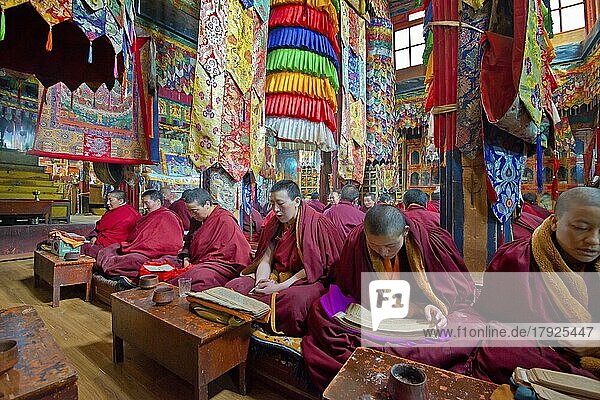 Buddhist nuns during a recitation in Terdom Monastery  Tidro Gompa Nunnery  Terdom  Tibet  China  Asia