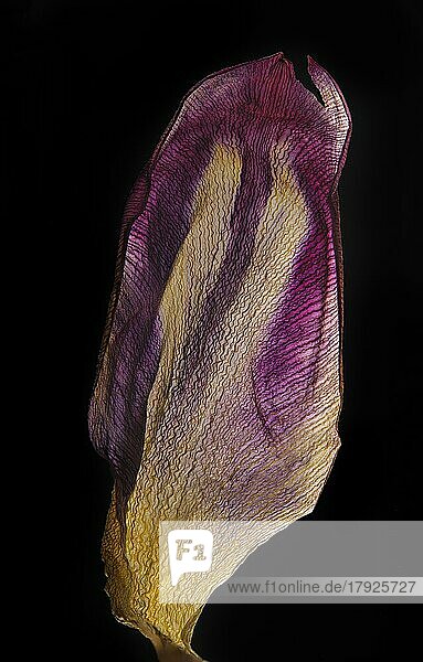Vertrocknetes Blatt einer Tulpe (Tulipa)  Studioaufnahme  Makrofoto