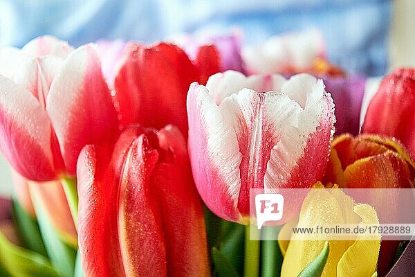 Viele Tulpen mit Wassertropfen sind ein schöner Strauß für den Feiertag am 8. März