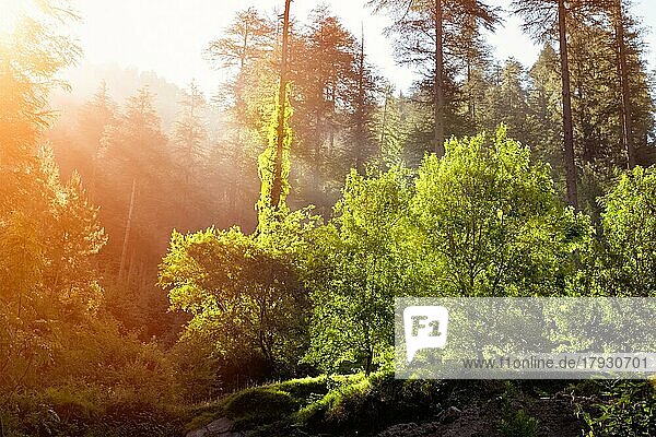 Morgen Wald mit üppigen Blättern Sonnenstrahlen  Frische-Konzept. Lens Flare und Lichtleck