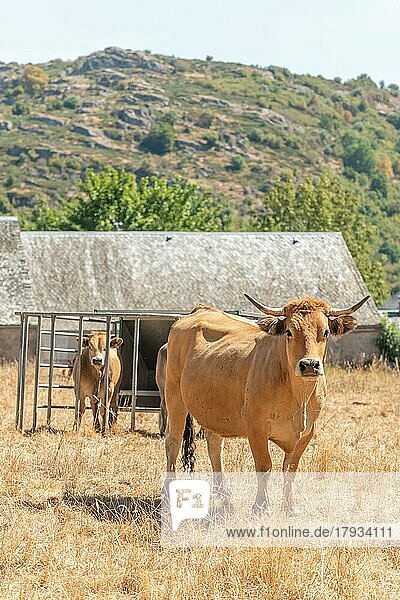 Zwei Aubrac-Kühe zusammen auf der Weide im Sommer. Aubrac  Frankreich  Europa