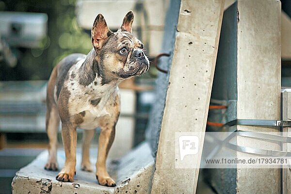 Schöne junge merlefarbene Französische Bulldogge mit großen gelben Augen  die auf einem Betonblock steht