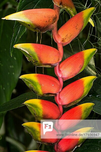 Hängende Hummerschere  Rote Helikonie  Falsche Paradiesvogelblume Blütenstand mit rot-gelben Blüten