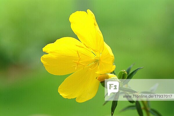Blüte der Nachtkerze  draußen  in freier Natur  gelbe Blüte  Heilpflanze  medizinische Verwendung  kosmetik