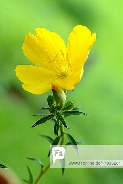 Blüte der Nachtkerze  draußen  in freier Natur  gelbe Blüte  Heilpflanze  medizinische Verwendung  kosmetik
