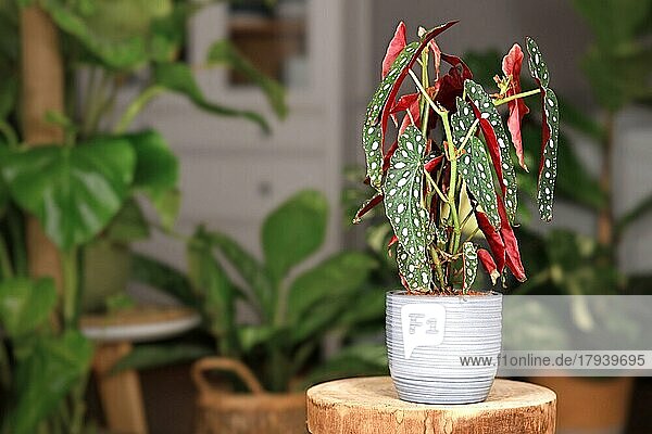 Exotische 'Begonia Maculata' Zimmerpflanze mit weißen Punkten in grauem Keramikblumentopf auf hölzernem Pflanzenständer mit weiteren Pflanzen im verschwommenen Hintergrund