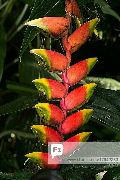 Hängende Hummerschere  Rote Helikonie  Falsche Paradiesvogelblume Blütenstand mit rot-gelben Blüten