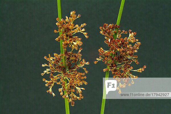 Blüte der Flatter-Binse (Juncus effusus) oder Flatter-Simse  Heilpflanze