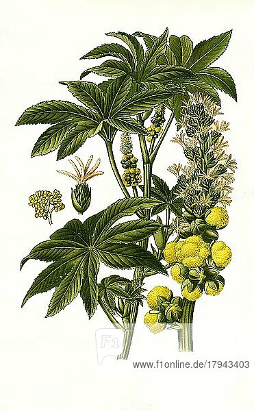 castor bean  castor oil plant  Castor-Oil Plant  Wunderbaum (Ricinus communis)  Rizinus  historisch  digial restaurierte Reproduktion einer Vorlage aus dem 19. Jahrhundert