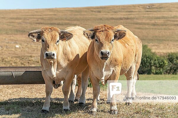 Zwei Aubrac-Kühe zusammen auf der Weide im Sommer. Aubrac  Frankreich  Europa