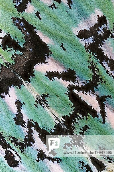 Detail des kontrastreich schwarz weiß und grün gefärbten und gezeichneten Flügels einer Seladoneule (Moma alpium)  Nachtfalter  Formen und Strukturen  Bayern  Deutschland  Europa