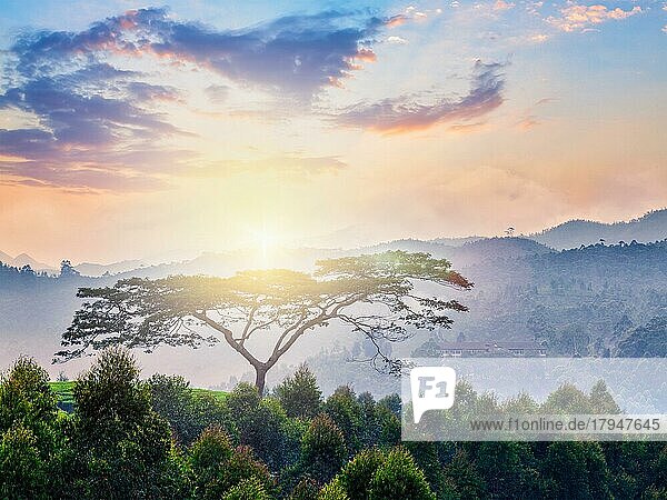 Einsamer Baum bei Sonnenaufgang in den Hügeln. Kerala  Indien. Mit Streulicht
