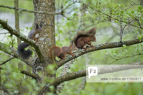 Europäisches Eichhörnchen (Sciurus vulgaris)  drei Tiere im Baum im Sommer