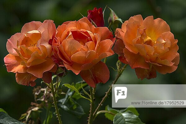 Drei lachsfarbene Rosenblüten (Rosa)  Bayern  Deutschland  Europa