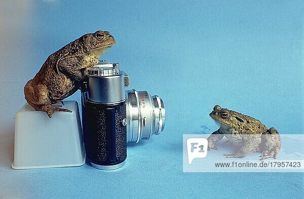 Erdkröten beim fotografieren  lustiges Tierfoto