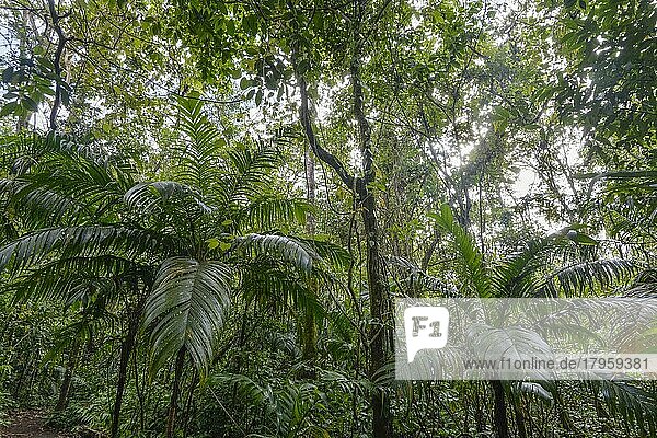 Dichter Regenwald  Nationalpark Vulkan Arenal  Provinz Alajuela  Costa Rica  Mittelamerika
