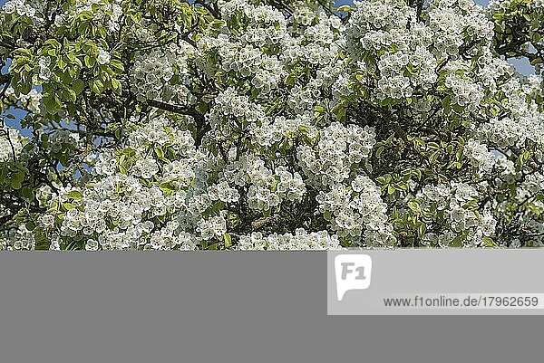 Blüten einer Kulturbirne (Pyrus communis)  Bayern  Deutschland  Europa