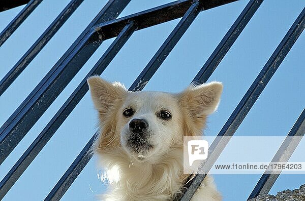 Weißer Mischlingshund schaut neugierig vom Balkon  Wachhund zuhause
