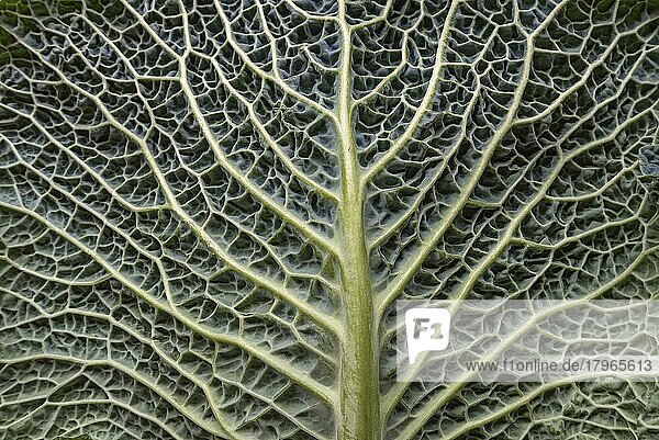 Blattstruktur eines Wirsings (Brassica oleracea var. sabauda)  Studioaufnahme  Bayern  Deutschland  Europa
