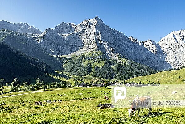 Kühe auf der Weide  Tiroler Fleckvieh  Almdorf Eng  Spritzkarspitze  Karwendel-Gebirge  Hinterriss  Tirol  Österreich  Europa