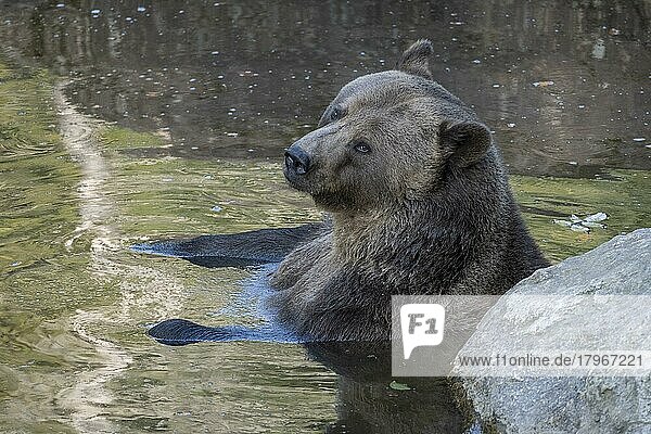 European brown bear (Ursus arctos) sitting in the water  taking a bath  captive  Bavaria  Germany  Europe