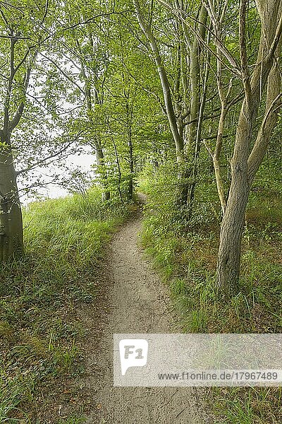 Forest path  Langenberg  Bansin  Usedom  Baltic Sea  Western Pomerania  Germany  Europe