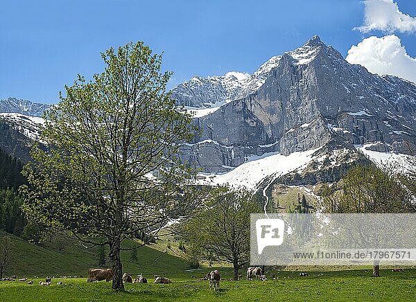 Großer Ahornboden  Engalm mit Kühen und Berg-Ahorn (Acer pseudoplatanus) im Frühsommer  dahinter das Spritzkar  Karwendel-Gebirge  Hinterriss  Tirol  Österreich  Europa