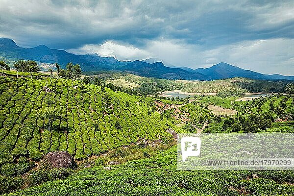 Teeplantagen auf den Hügeln rund um die schöne kleine indische Stadt Munnar in Südindien mit den Bergen der Western Ghats. Indien