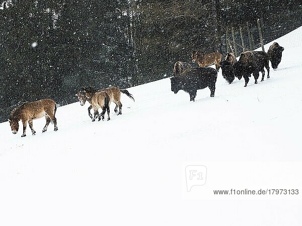 Amerikanische Bisons (Bos bison) und Przewalski-Pferde (Equus przewalskii) bei Schneefall im Winter  captive  Tierpark Der Wilde Berg  Mautern  Steiermark  Österreich  Europa