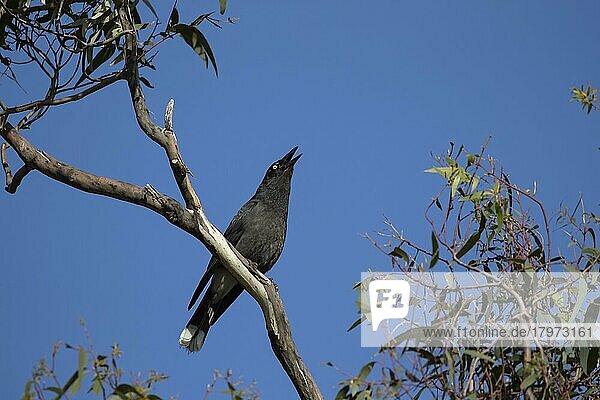 Flötenvogel (Gymnorhina tibicen)  Altvogel  ruft in einem Baum  Victoria  Australien  Ozeanien