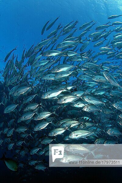 Fischschwarm von Großaugenmakrelen (Caranx sexfasciatus) formiert sich dicht gedrängt unter Wasseroberfläche  Indopazifik  Pazifik  Tulamben  Bali  Indonesien  Asien