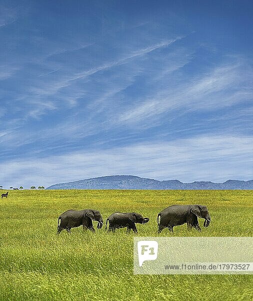 Elefanten spazieren durch den Dschungel  Elefantenfamilie spaziert durch den Dschungel mit Bergen im Hintergrund und blauem Himmel
